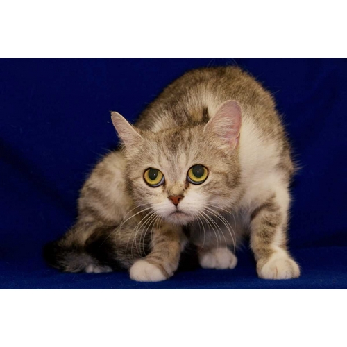 USA, Pennsylvania, Erie Shy Humane Society cat